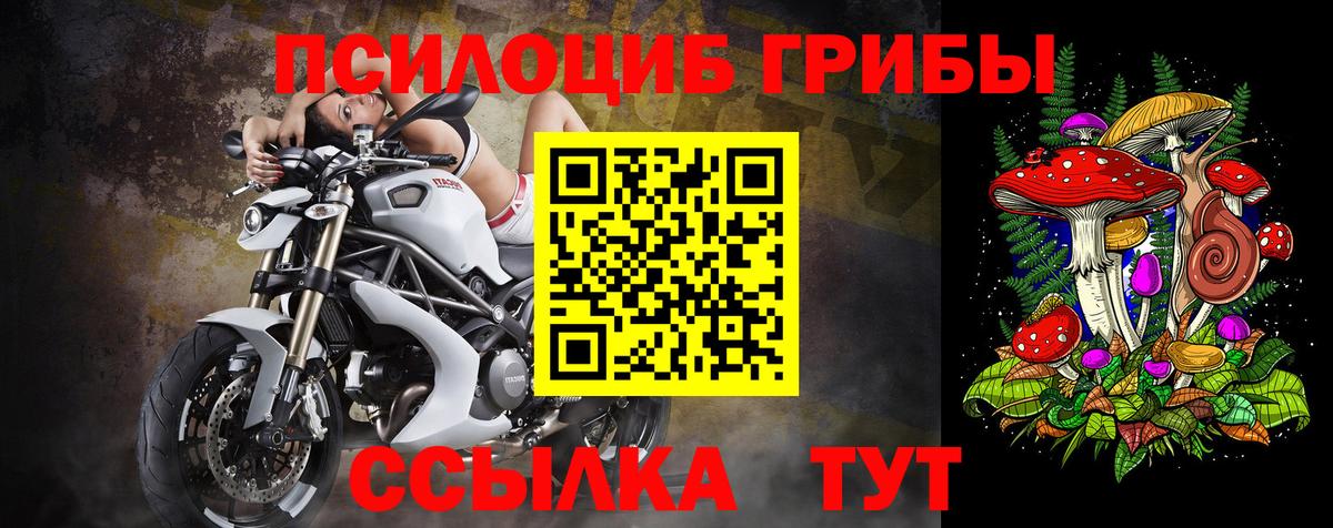 Псилоцибиновые грибы Psilocybe Среднеуральск